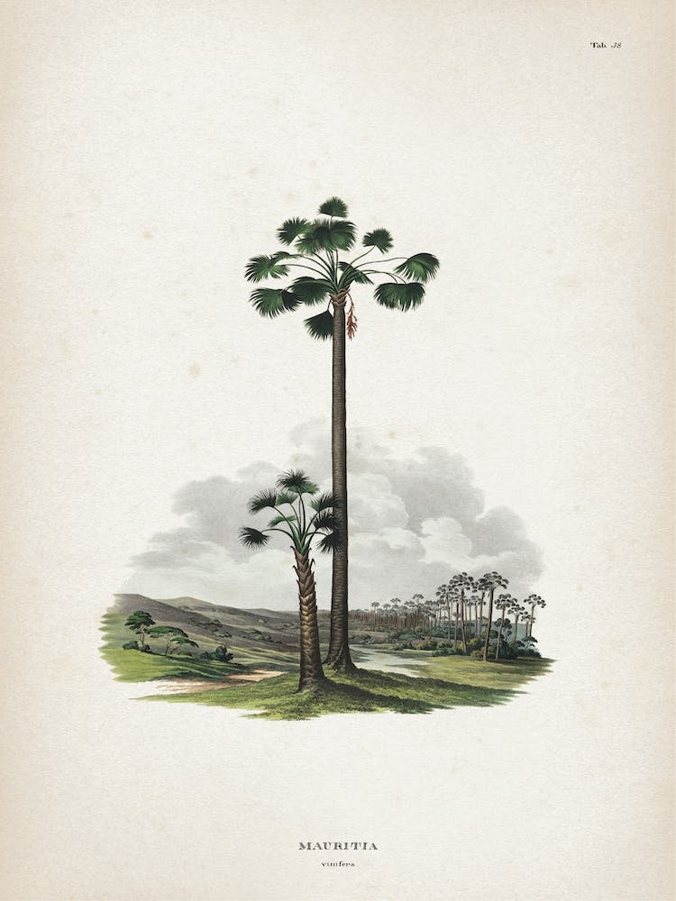 Vintage Martius 1 Mauritia Vinifera