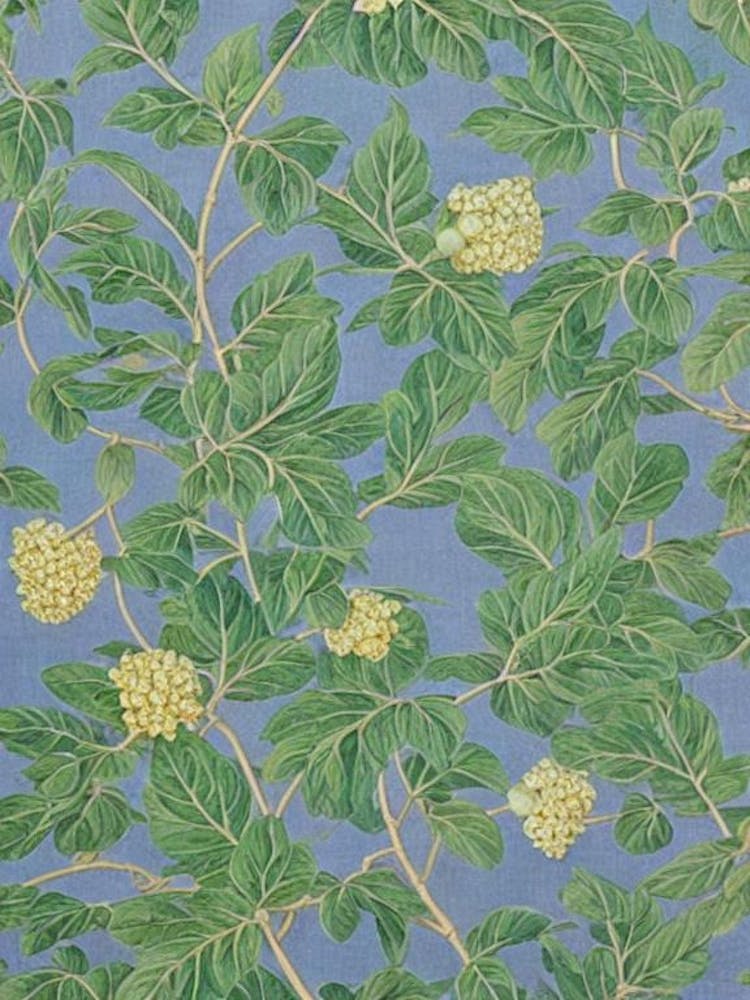 Chinese Pistache tree Vintage Botanical
