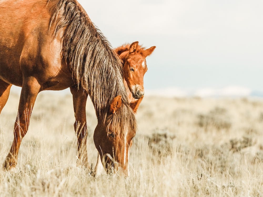 Horse And Foal