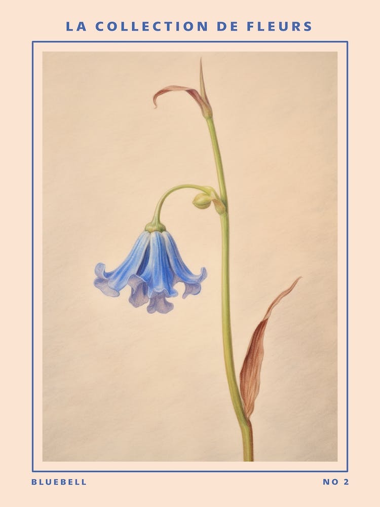 Bluebell 2 French Flower Botanical Poster