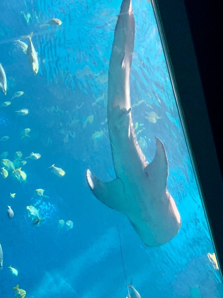 Whale Shark In Aquarium