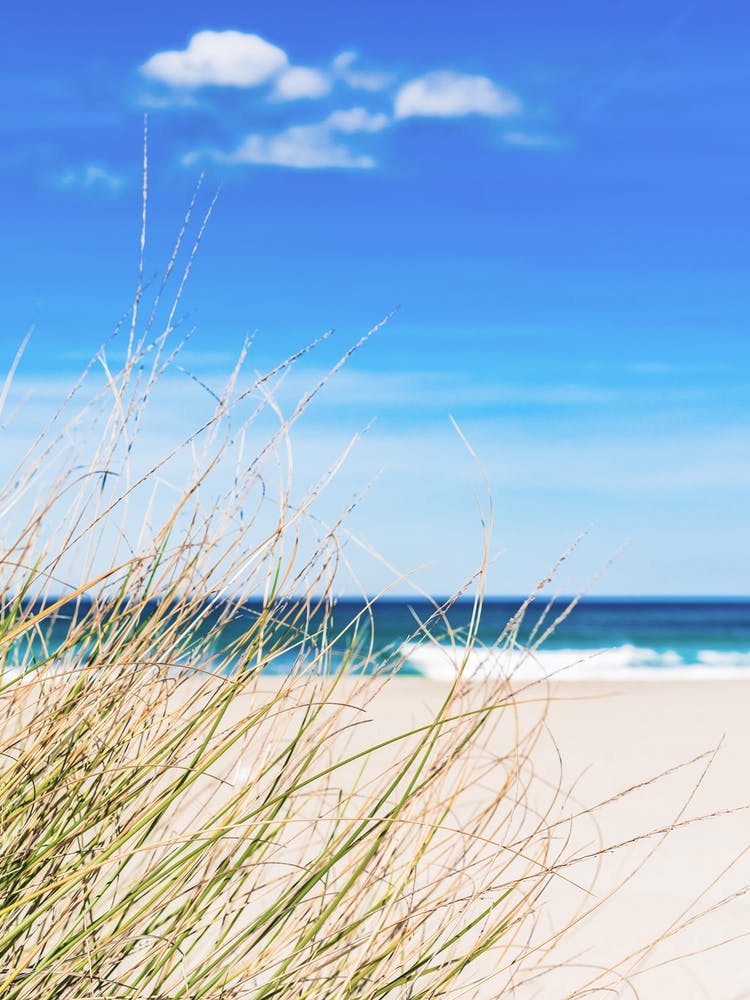 Sand Dunes On The Beach