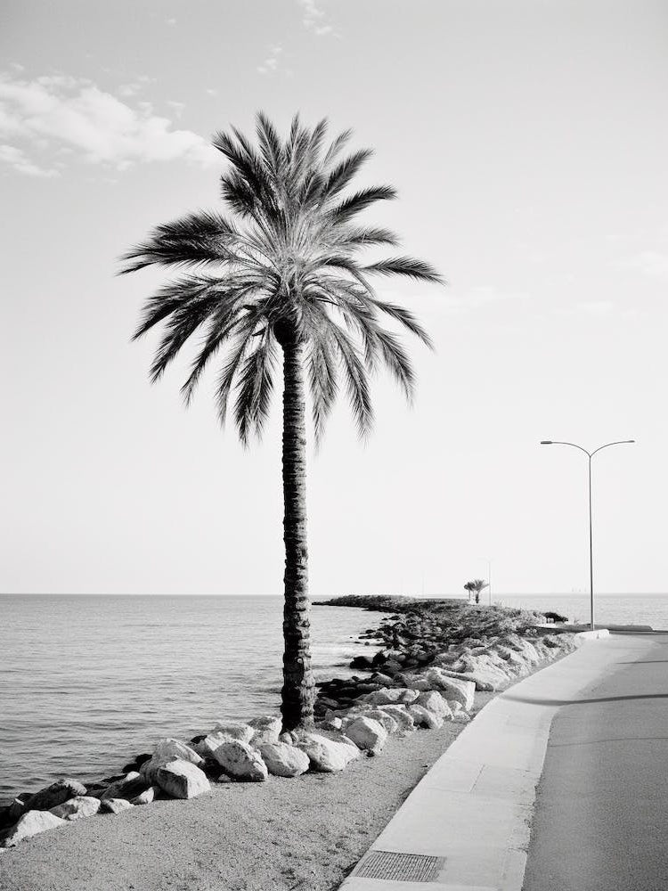 Cannes, France, Black And White Old Photo 4