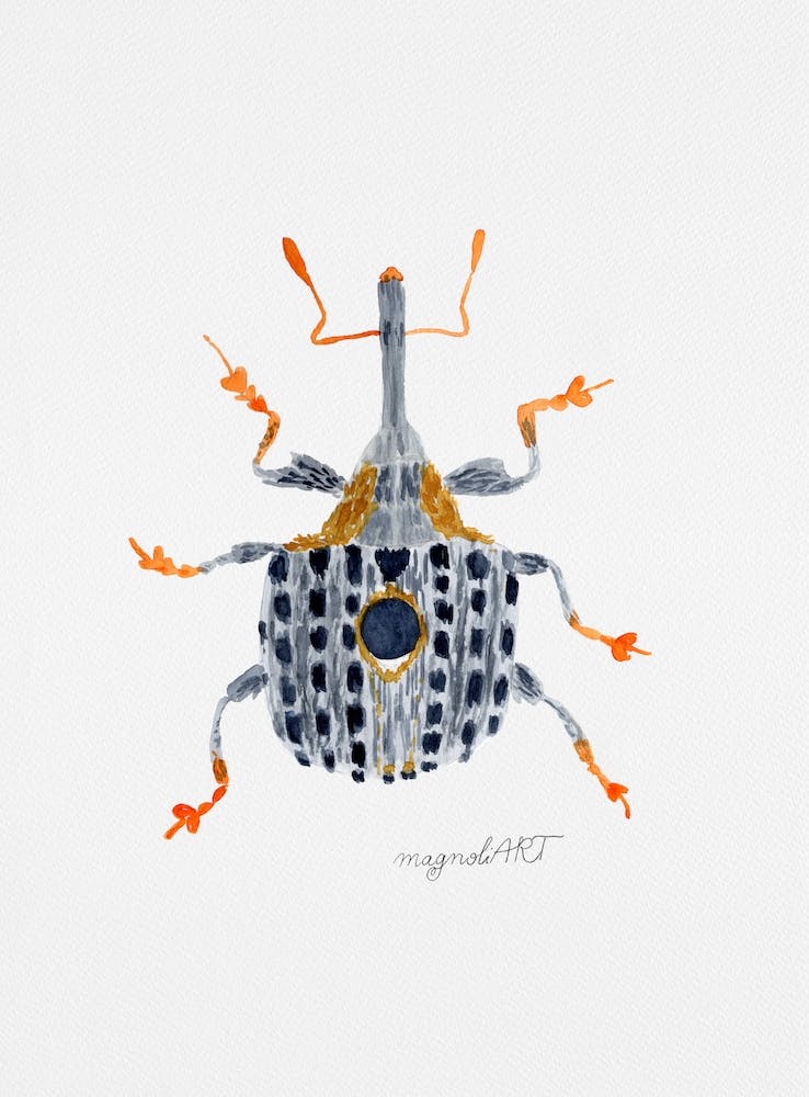 Cionus tuberculosus a weevil , watercolor artwork