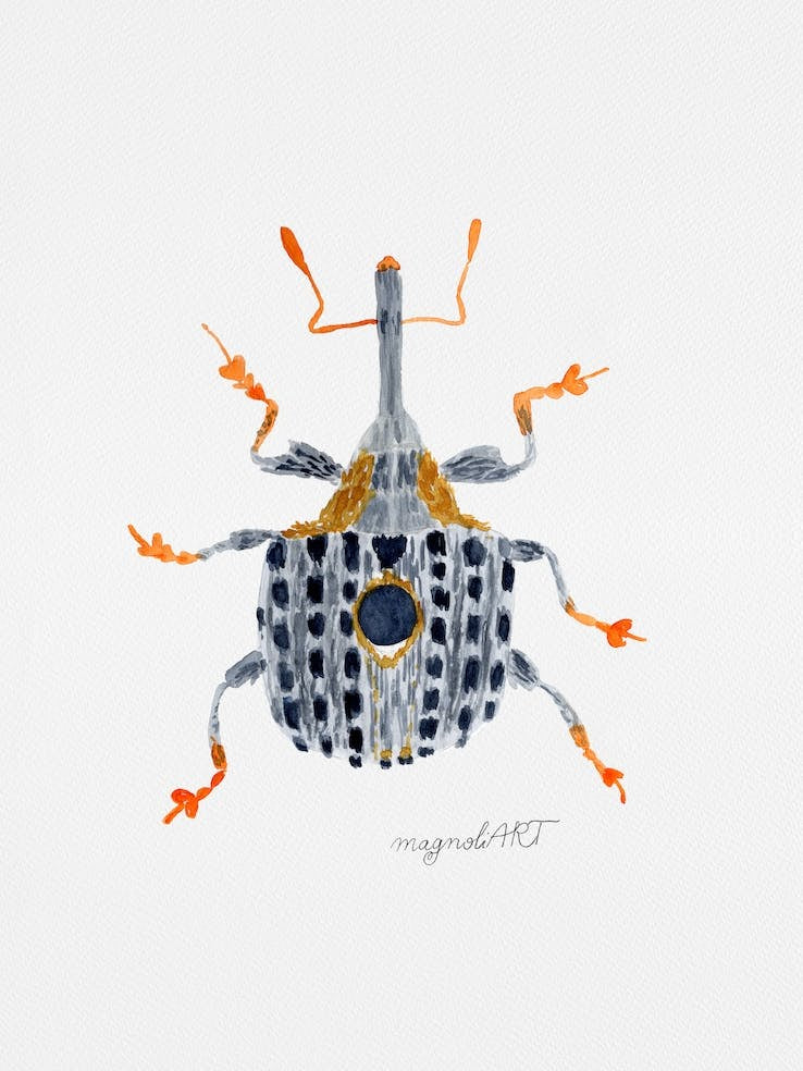 Cionus tuberculosus a weevil , watercolor artwork