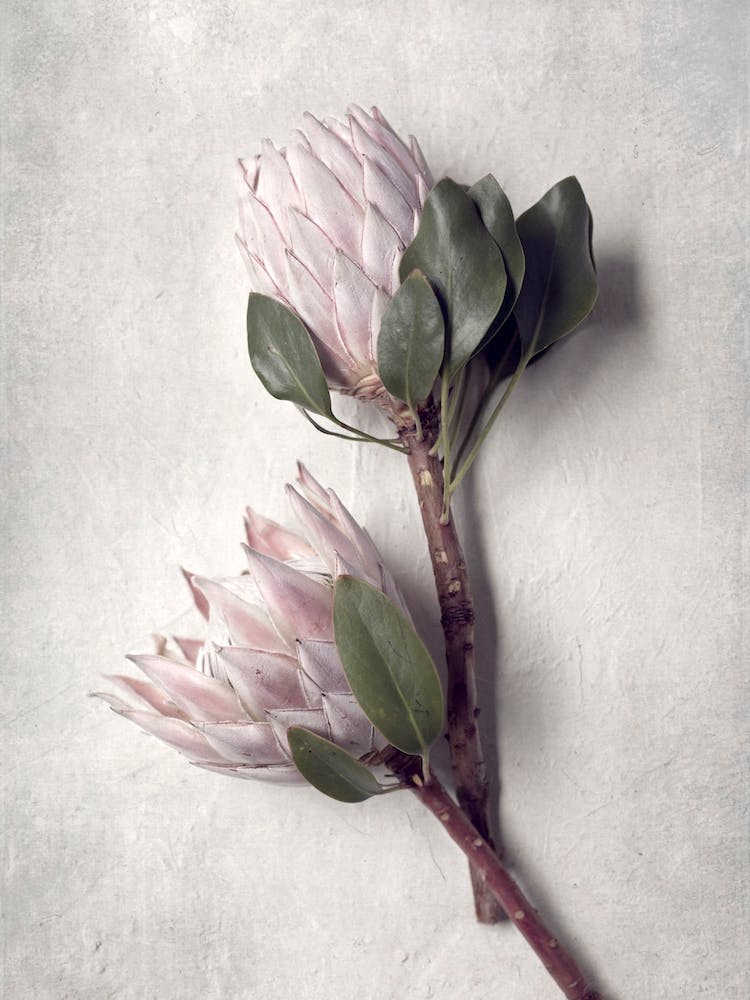 Pale Proteas 6