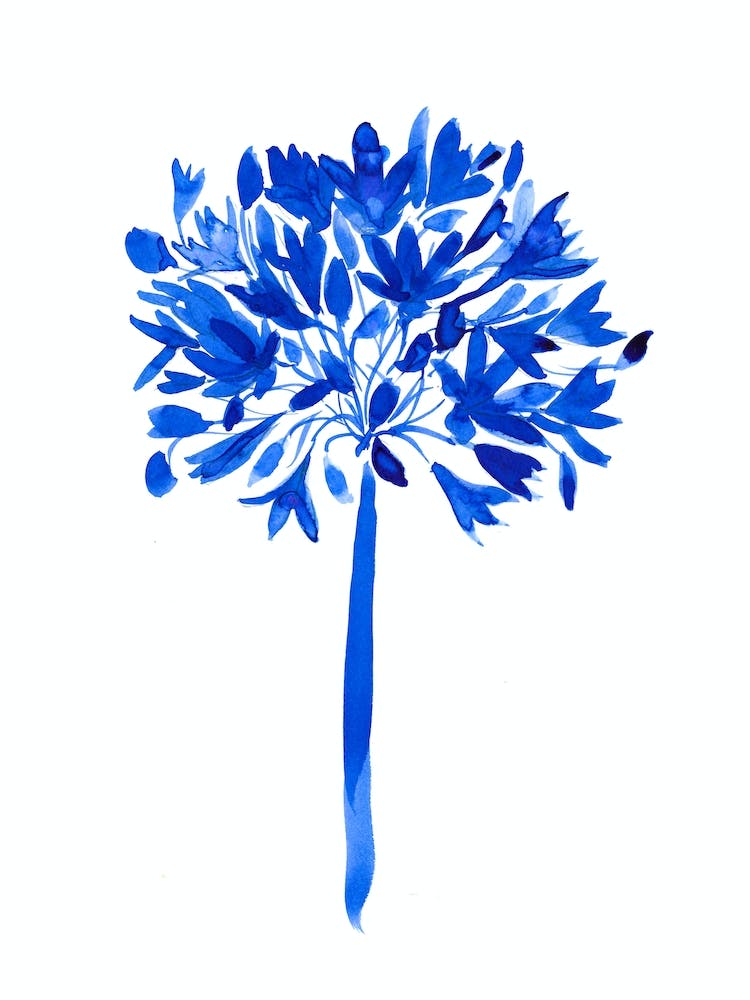 Blue Agapanthus