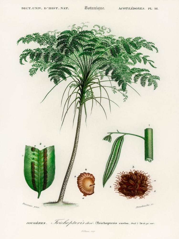 Trichipteris Excelsa, Charles Dessalines D' Orbigny