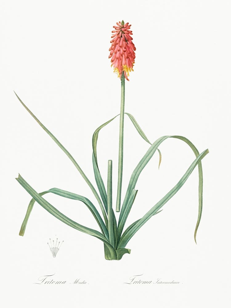 Redhot Poker, Pierre Joseph Redoute