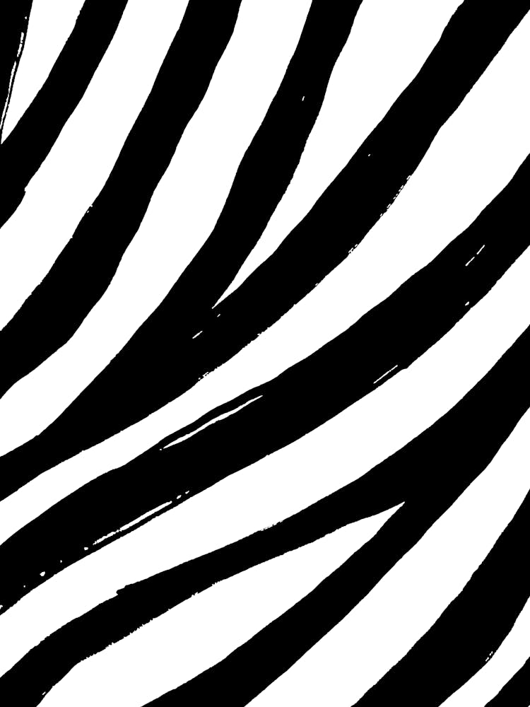 Zebra Stripes 8