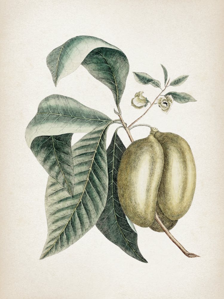 Vintage Catesby 2 Annona Triloba