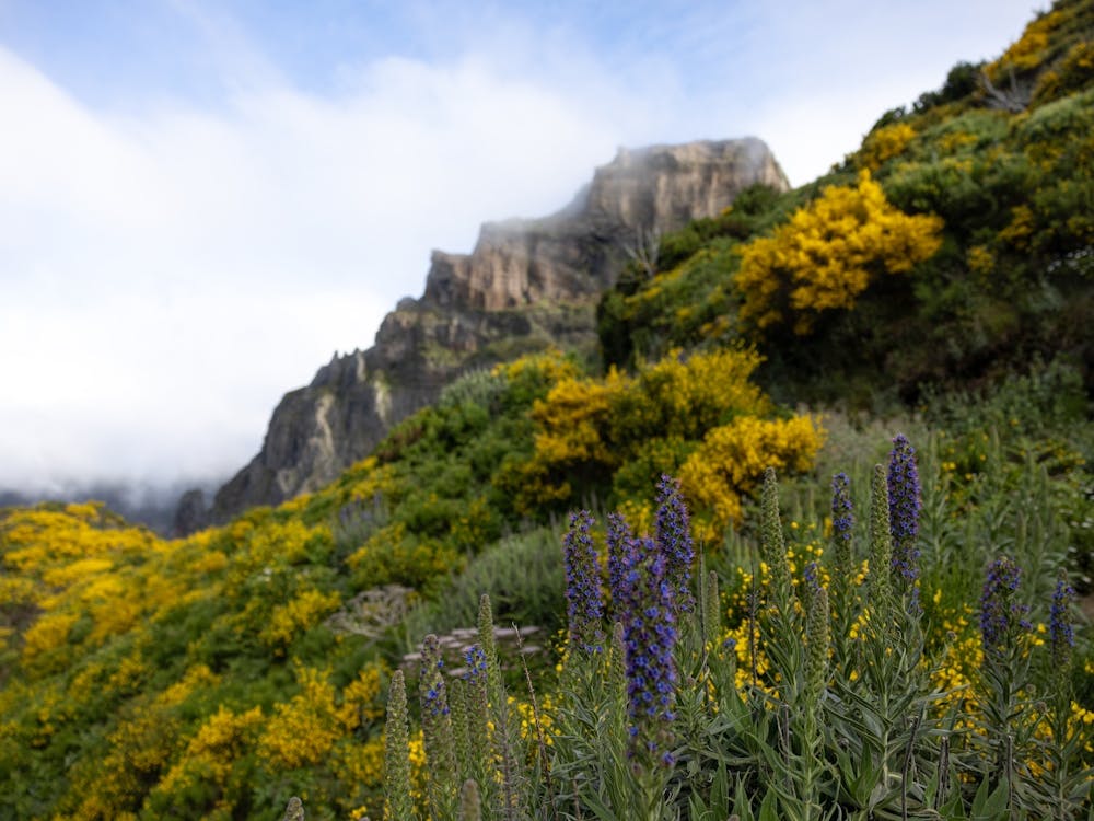 Golden Blooms at Madeira
