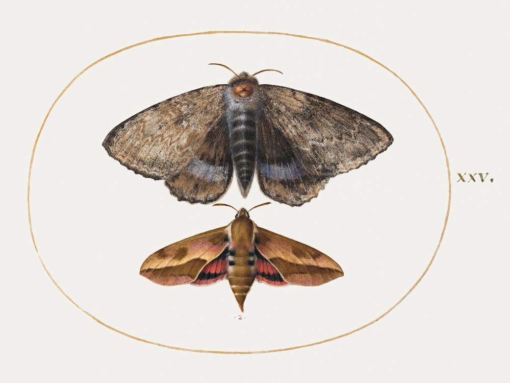 Blue Underwing Moth And Spurge Hawk Moth (1575–1580), Joris Hoefnagel