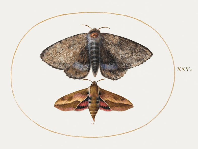 Blue Underwing Moth And Spurge Hawk Moth (1575–1580), Joris Hoefnagel