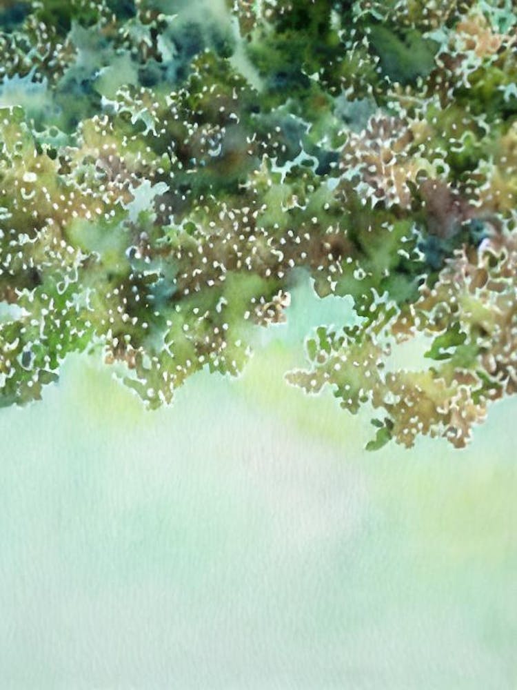 Acropora Formosa Storybook Watercolour