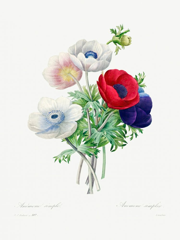 Anemone, Pierre Joseph Redoute