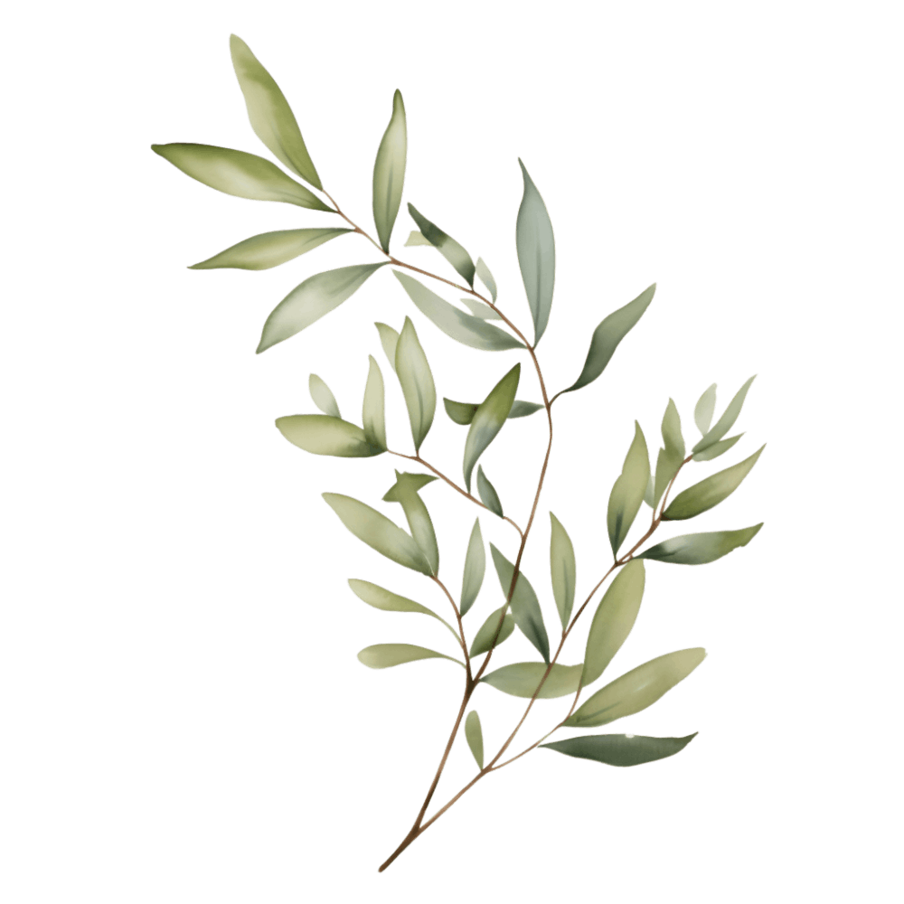 Eucalyptus Branch