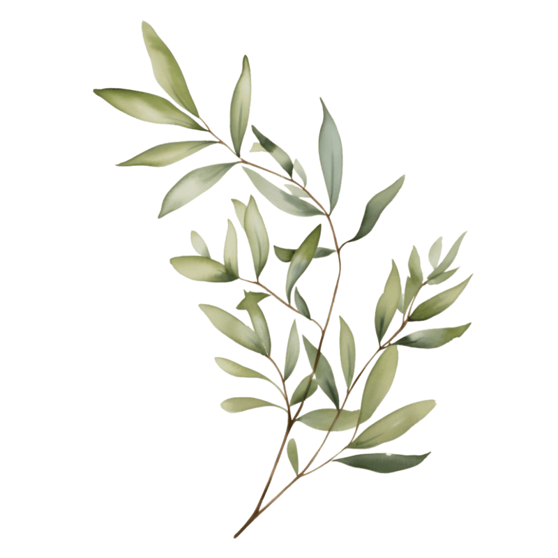 Eucalyptus Branch
