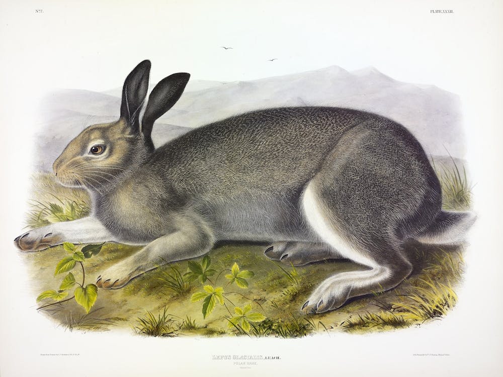 Polar Hare, John James Audubon