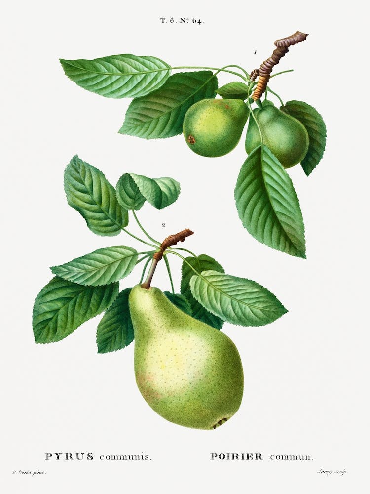 Pear, Joseph Pierre Redoute