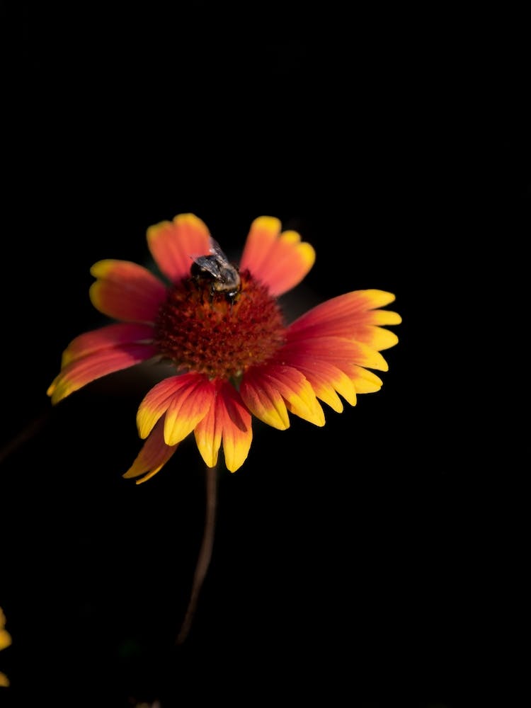 Bee On A Flower