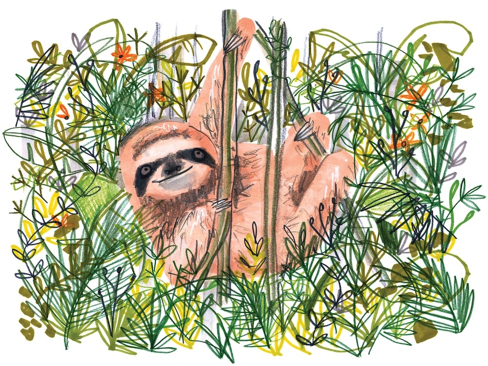 Jungle Sloth