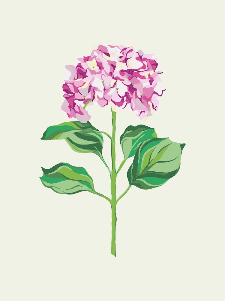 Hydrangea Stem