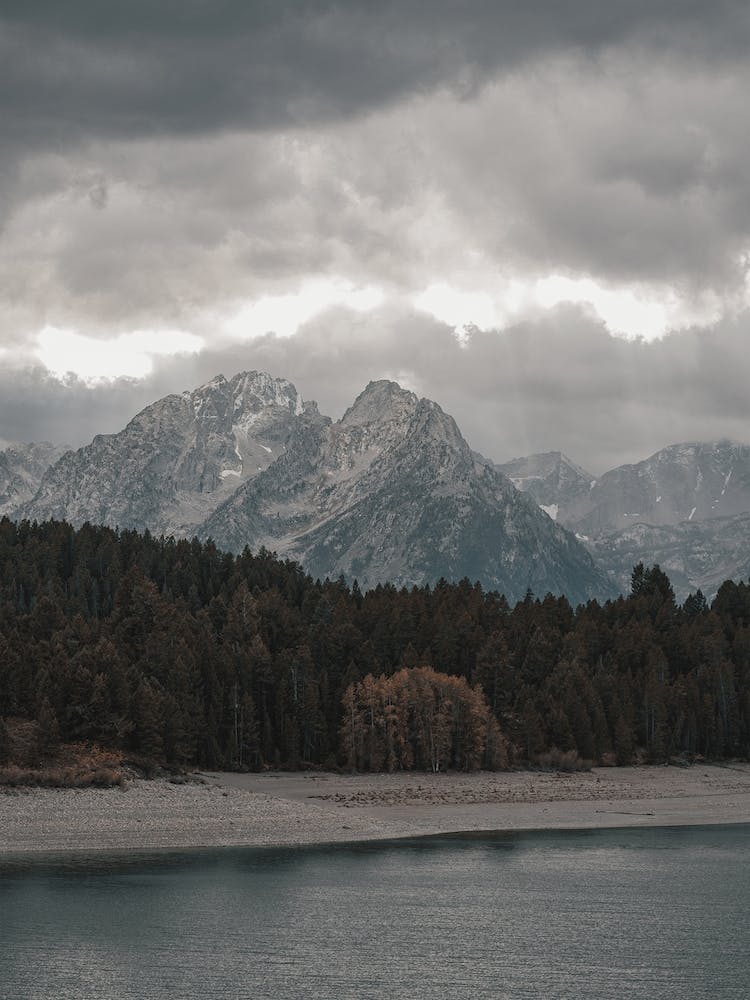 Forest Along Lake
