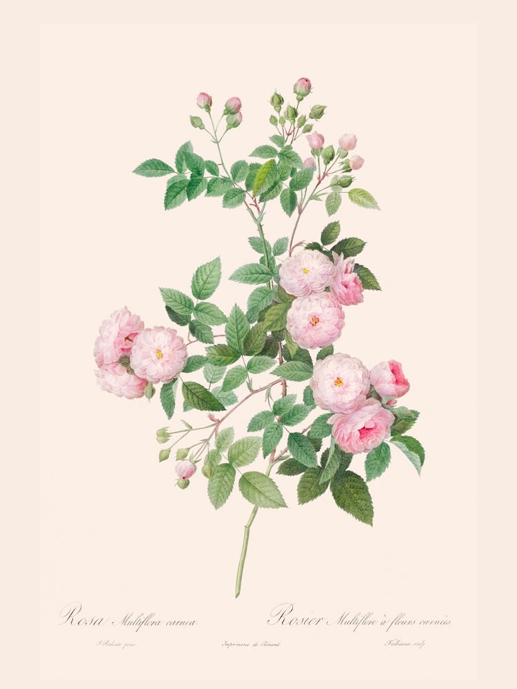 Delicate Summer Roses