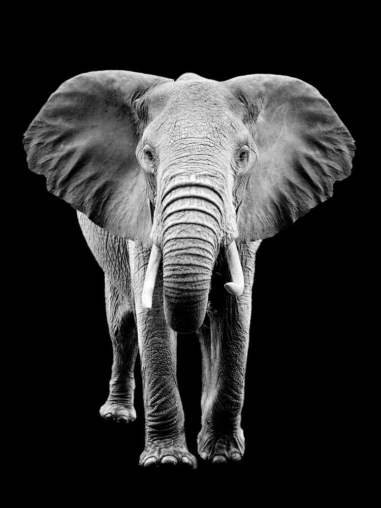 Black And White Elephant