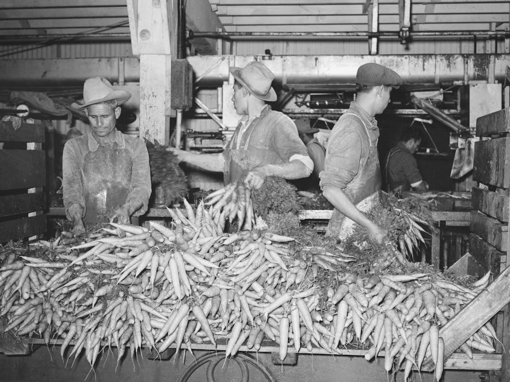 Carrots Are Taken From Large Trucks And Placed On Conveyor Where They Are Washed, Vegetable Packing Plant, Elsa,