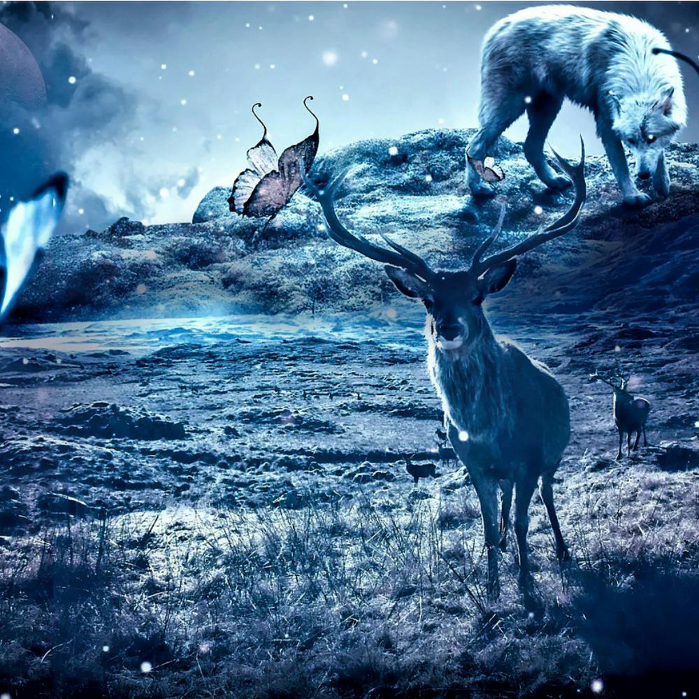 Wolf And Deer