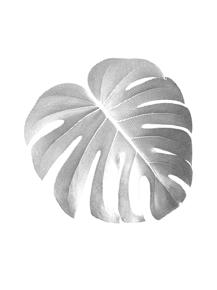 Monstera Fresh Leaf Minimalist Black And White Boho