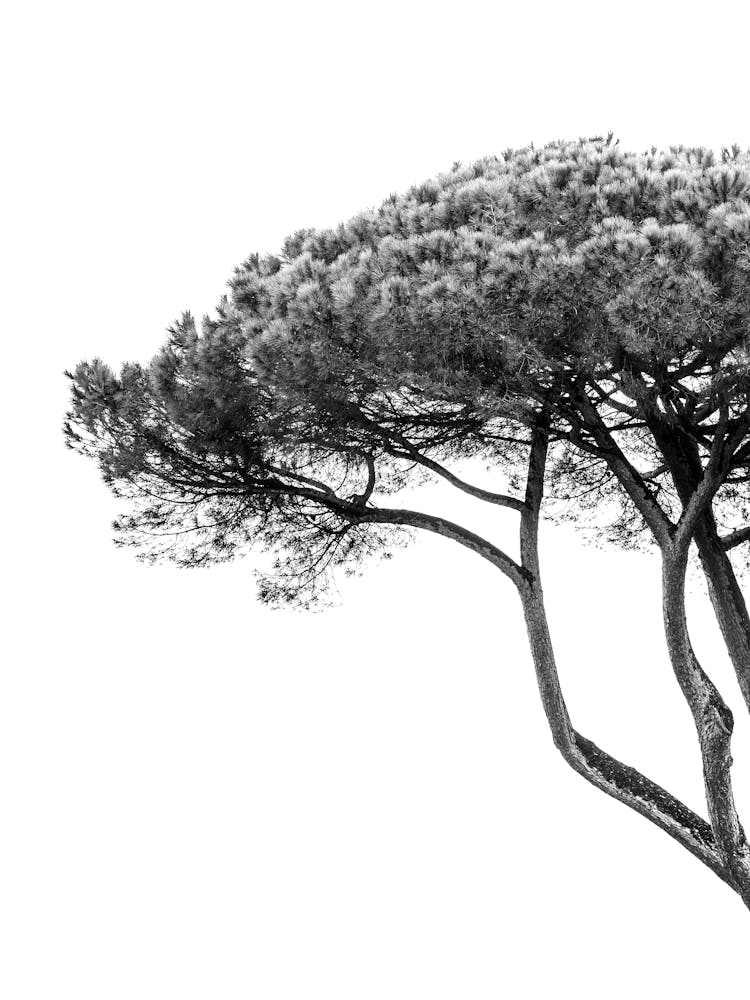 Italian Cypress Tree In Black And White