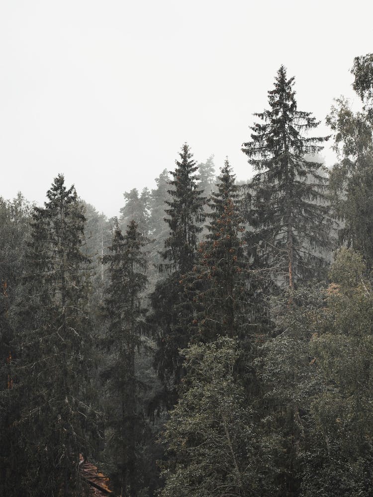 Rainy Forest Trees