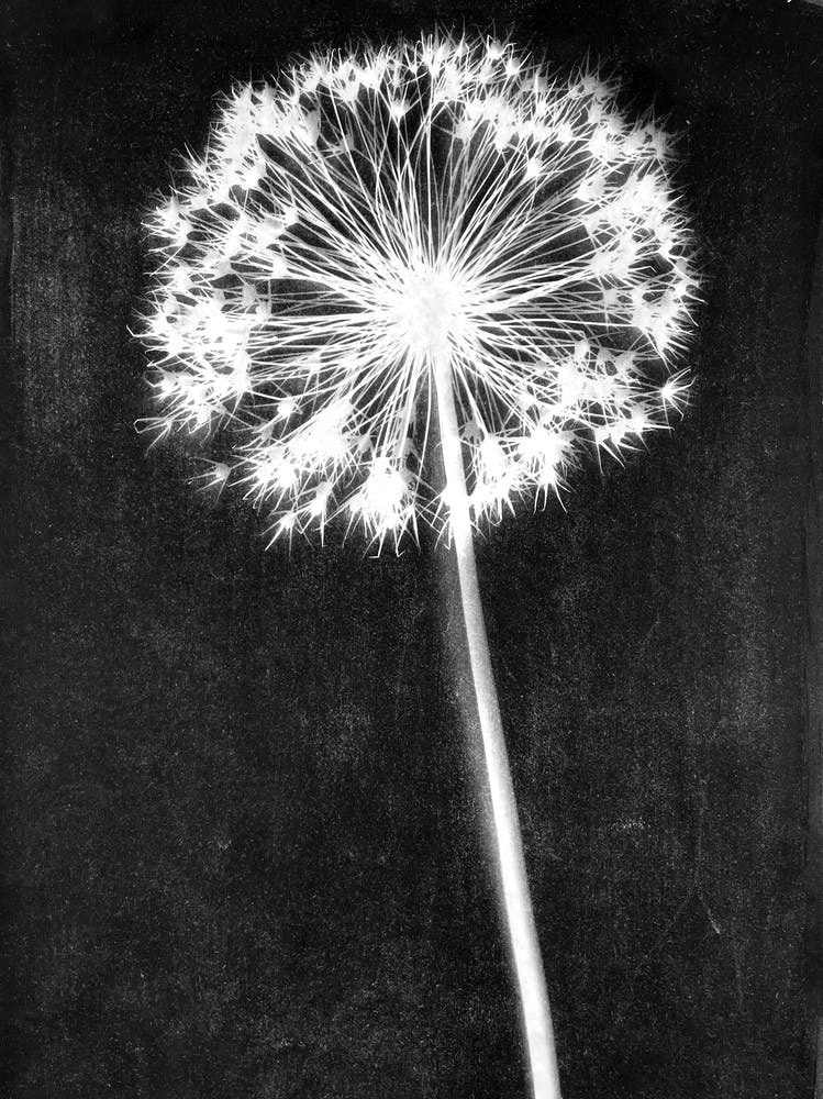 Black white single allium