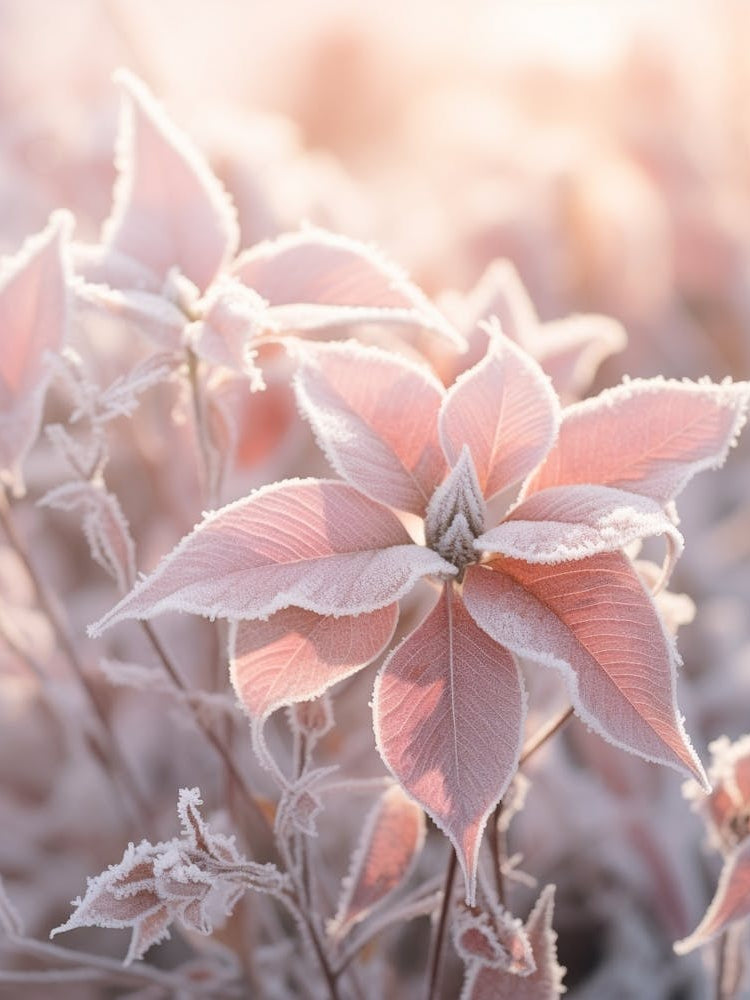 Frosty Botanical Poinsettia 2