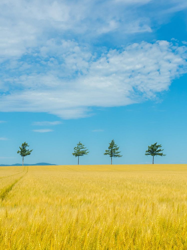 Wheat Field With Trees