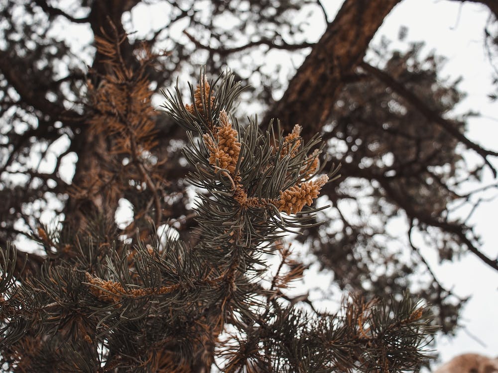 Pine Tree Branches