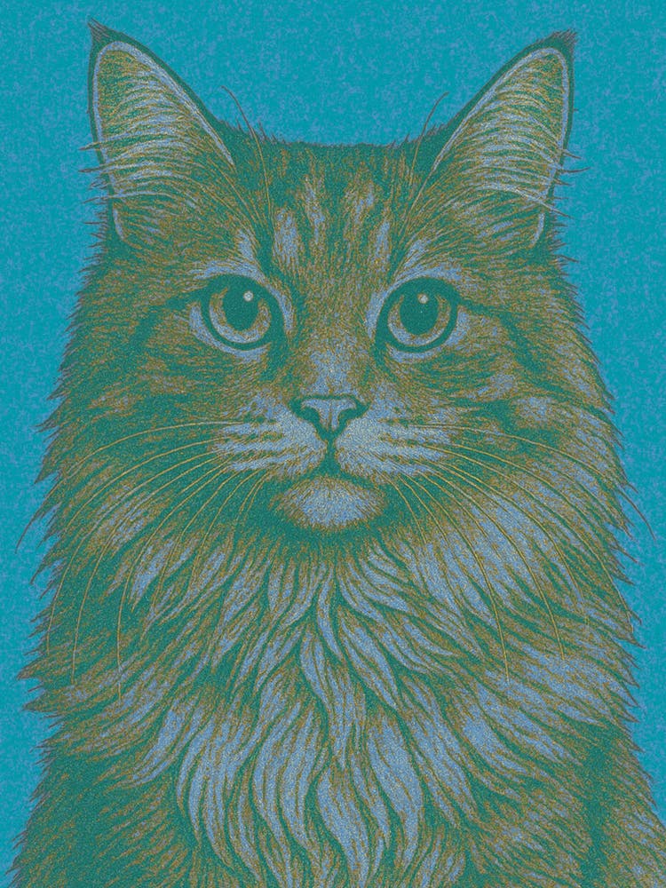Cat On A Blue Background