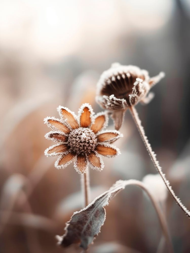 Pastel Nature Macro No 14