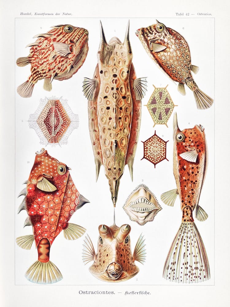 Ostraciontes–Kofferfilche, Ernst Haeckel