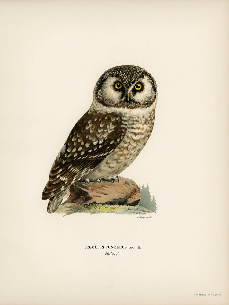 Boreal Owl, Tengmalm S Owl (Aegolius Funereus), The Von Wright Brothers