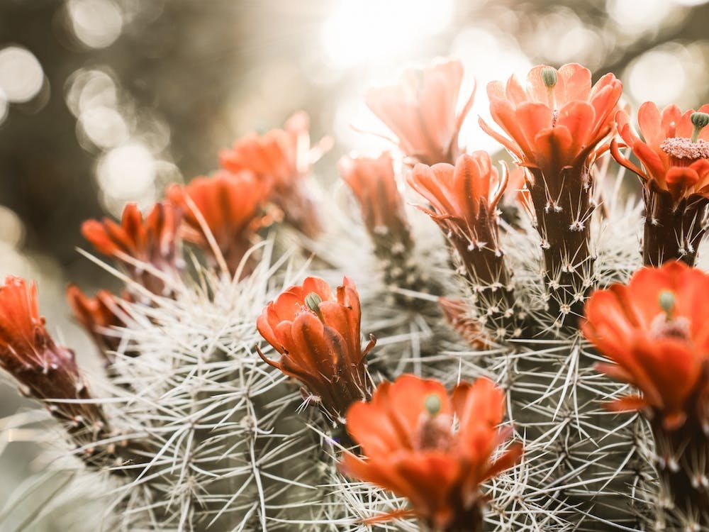 Fleur de Cactus Rouge