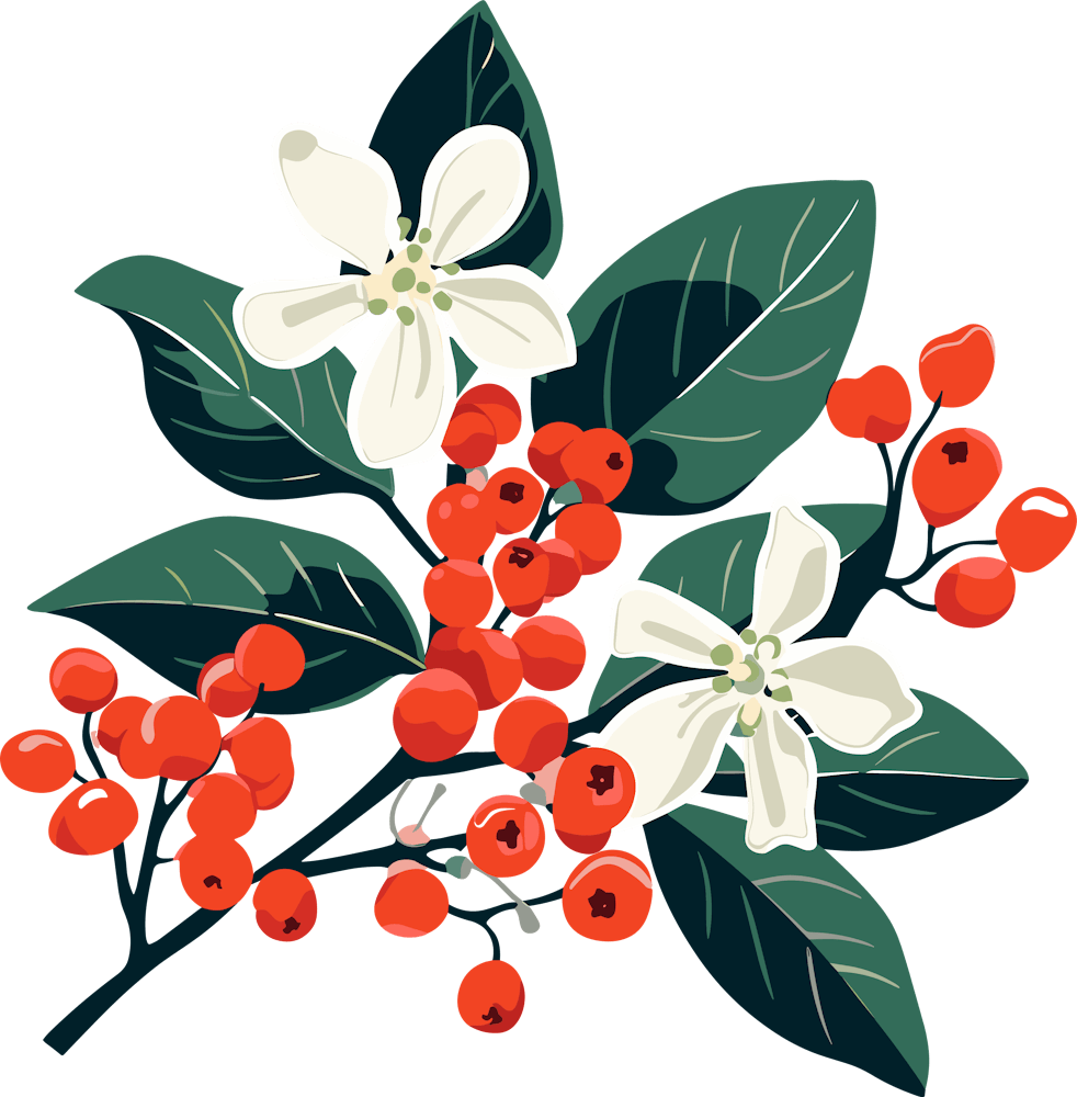 Holly Berries