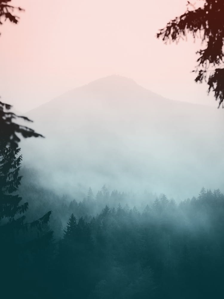 PNW Foggy Pastel Forest Mountains