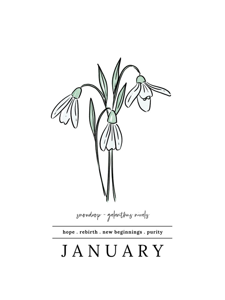 January Snowdrop Birth Flower 2