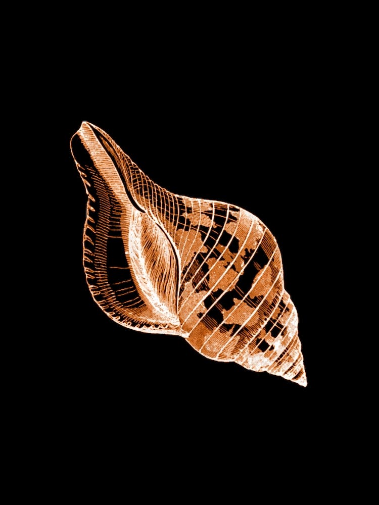 Gold and Black Seashell Illustration
