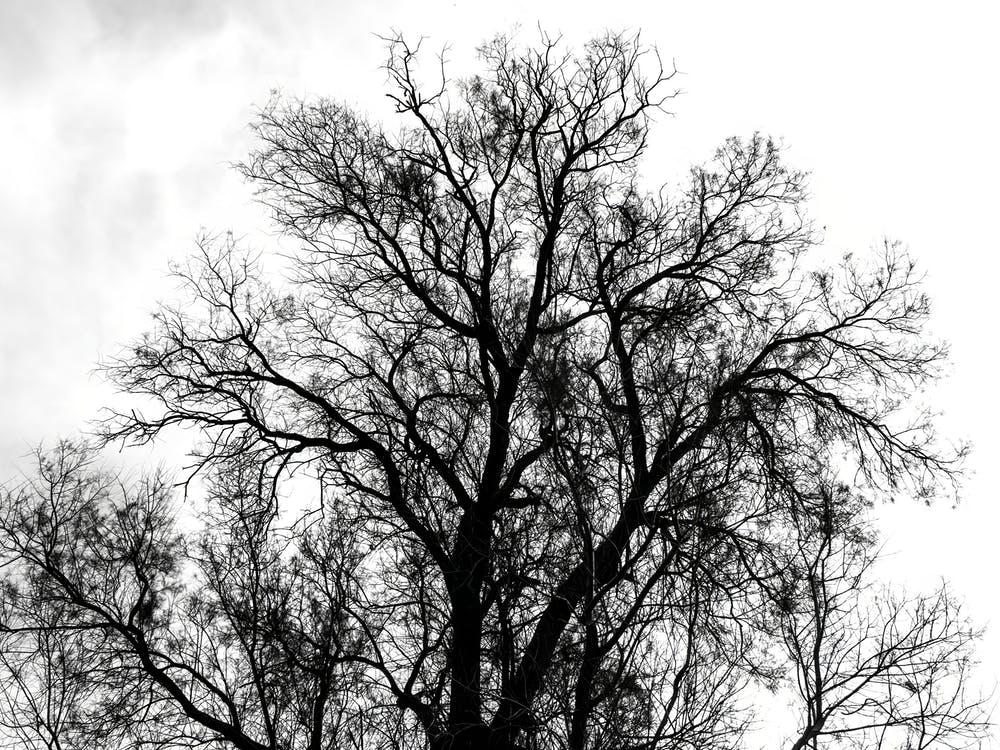 Silhouette Of Bare Tree Black And White 4