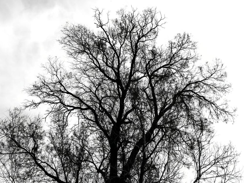 Silhouette Of Bare Tree Black And White 4